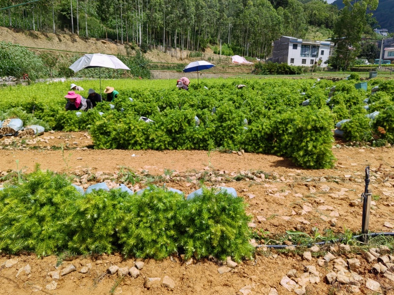 黔西南杉树苗包售后包成活可技术指导来电洽谈诚信合作价低