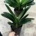 室内花卉君子兰盆栽桌面植物君子兰花苗当年开花君子兰大苗兰