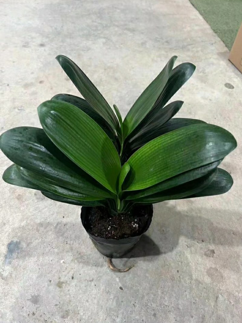 室内花卉君子兰盆栽桌面植物君子兰花苗当年开花君子兰大苗兰