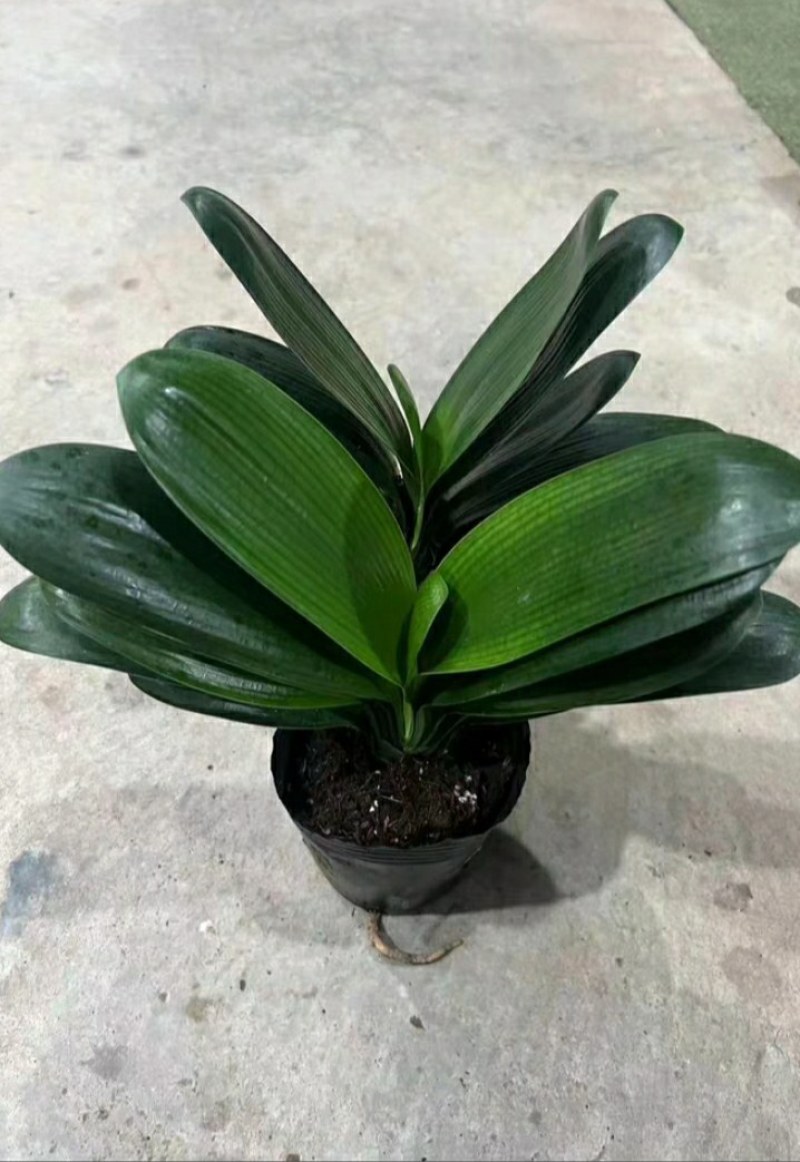 室内花卉君子兰盆栽桌面植物君子兰花苗当年开花君子兰大苗兰