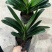 室内花卉君子兰盆栽桌面植物君子兰花苗当年开花君子兰大苗兰