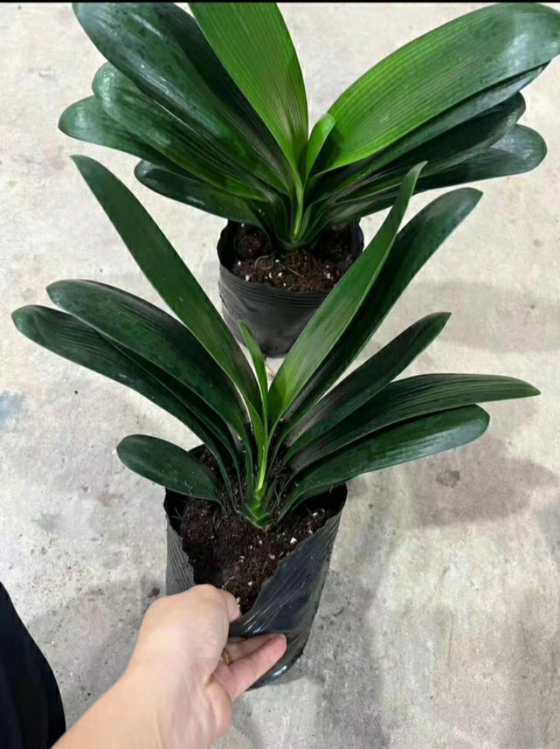 室内花卉君子兰盆栽桌面植物君子兰花苗当年开花君子兰大苗兰