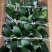 室内花卉君子兰盆栽桌面植物君子兰花苗当年开花君子兰大苗兰