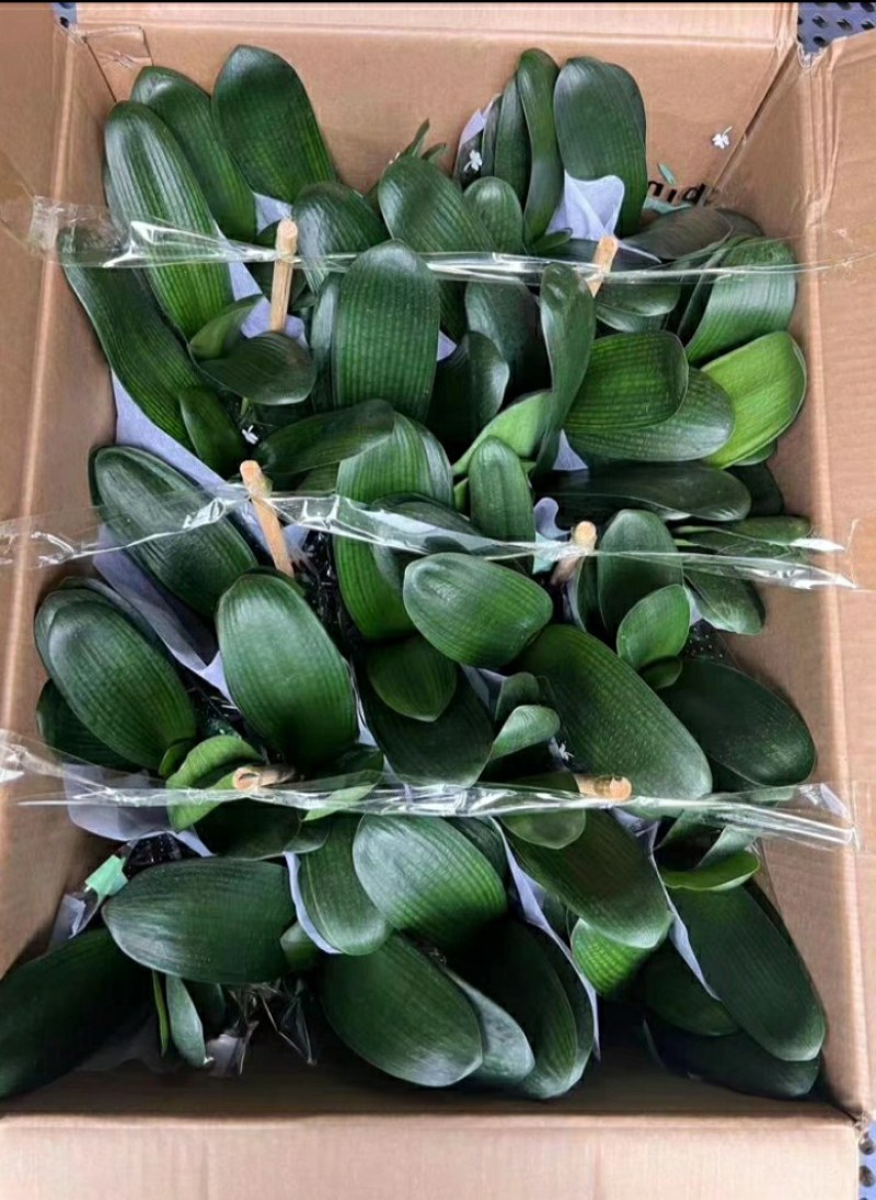 室内花卉君子兰盆栽桌面植物君子兰花苗当年开花君子兰大苗兰