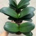 室内花卉君子兰盆栽桌面植物君子兰花苗当年开花君子兰大苗兰