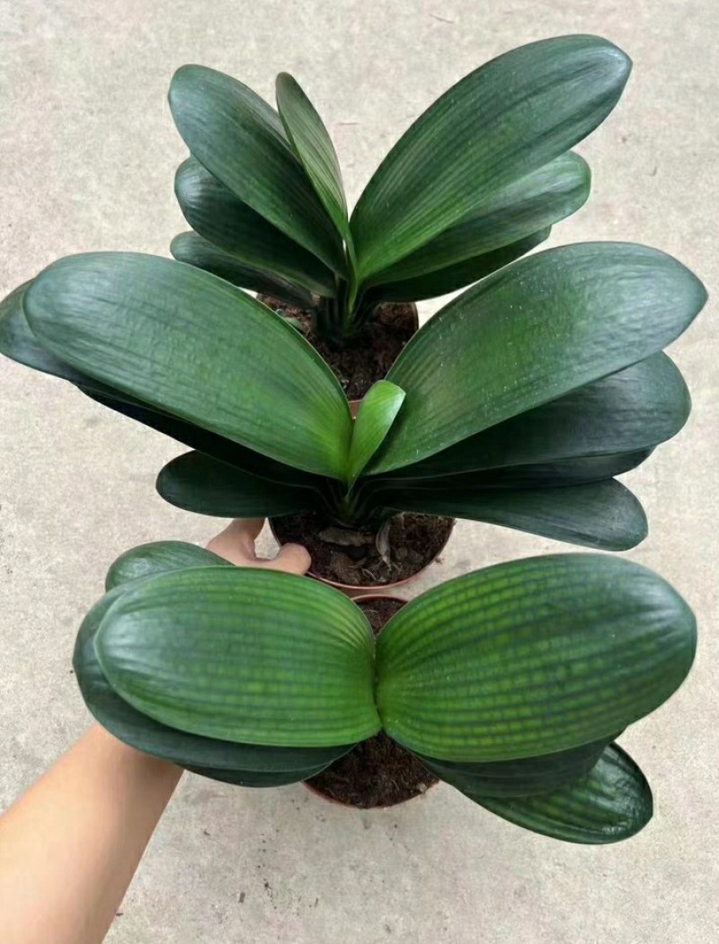 室内花卉君子兰盆栽桌面植物君子兰花苗当年开花君子兰大苗兰
