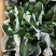 室内花卉君子兰盆栽桌面植物君子兰花苗当年开花君子兰大苗兰