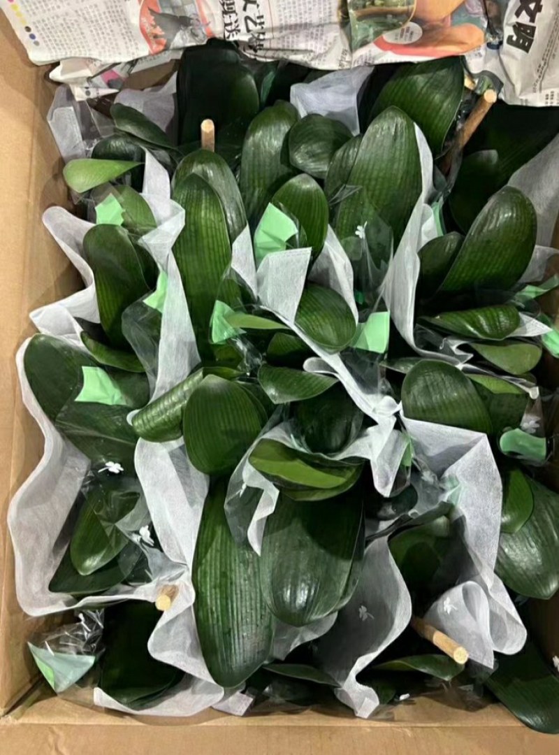 室内花卉君子兰盆栽桌面植物君子兰花苗当年开花君子兰大苗兰