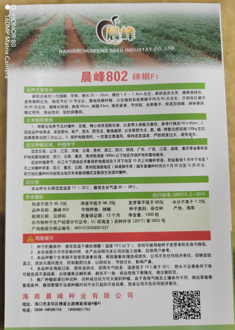 晨峰8号椒早熟黄绿线椒老熟鲜红色顺直光亮抗病毒品质保证