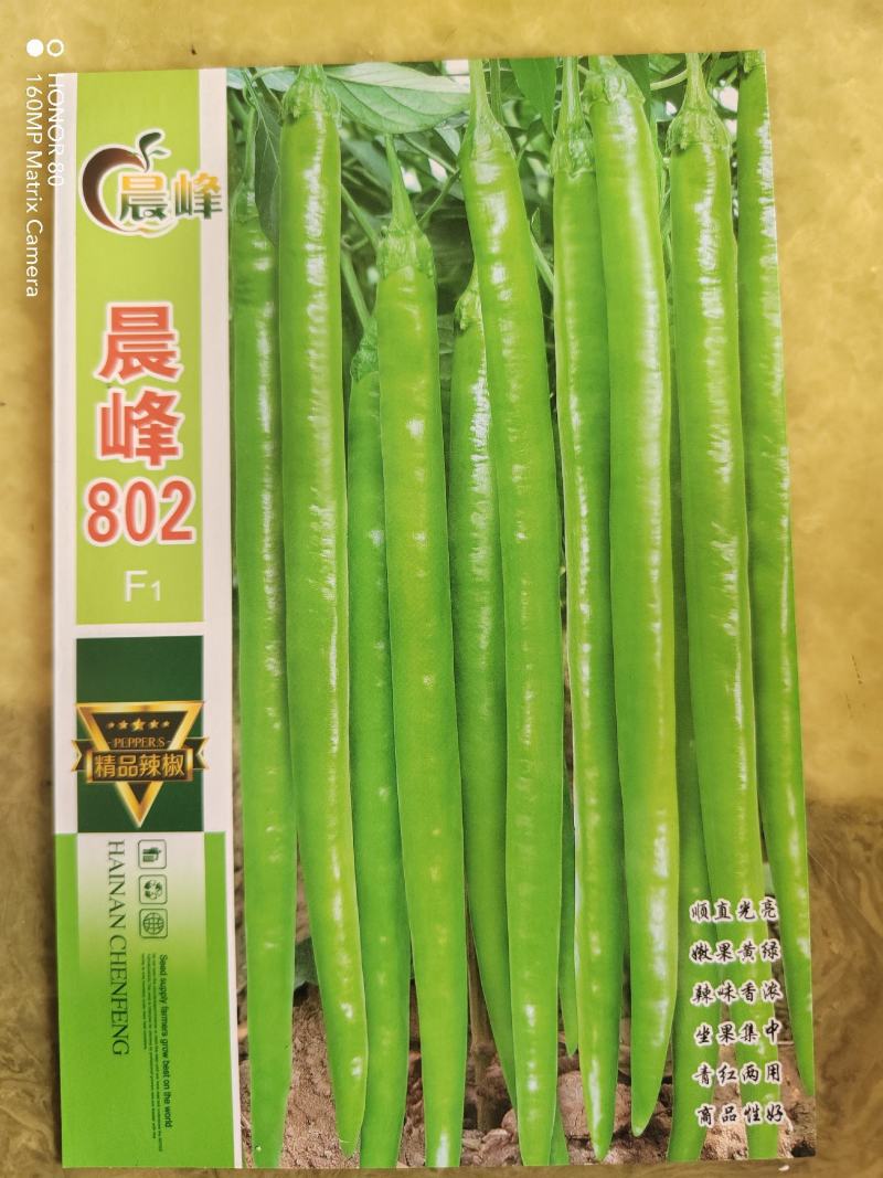 晨峰8号椒早熟黄绿线椒老熟鲜红色顺直光亮抗病毒品质保证