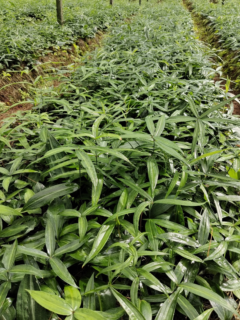 云南昆明滇黄精种苗基地，品质保证，基地直供