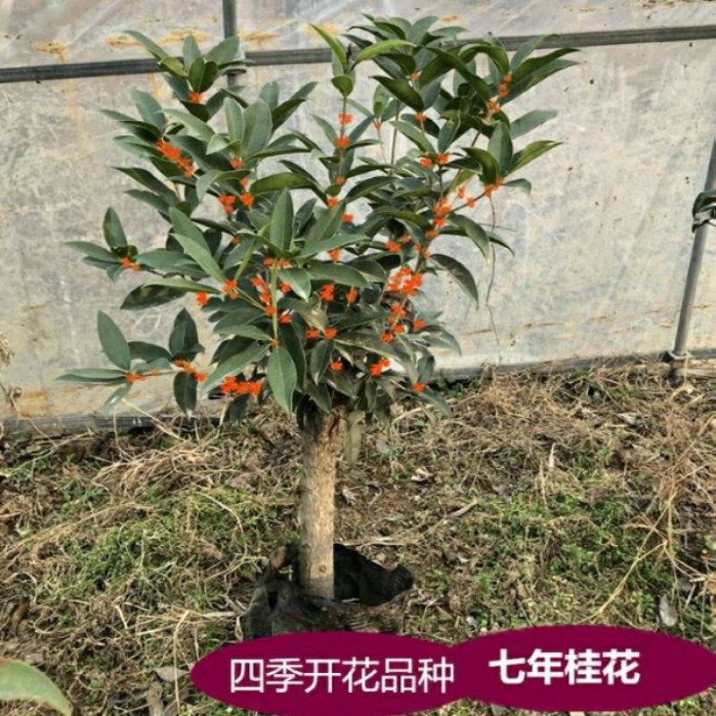 12.8处理一批桂花树超长花期树苗月月桂