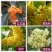 12.8处理一批桂花树超长花期树苗月月桂