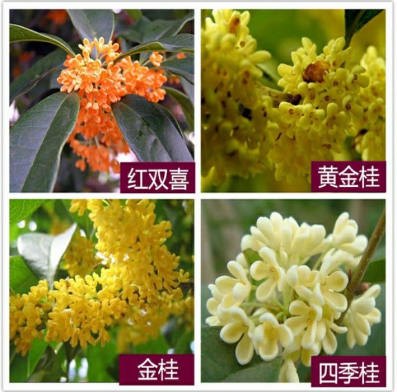 12.8处理一批桂花树超长花期树苗月月桂