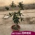 12.8处理一批桂花树超长花期树苗月月桂