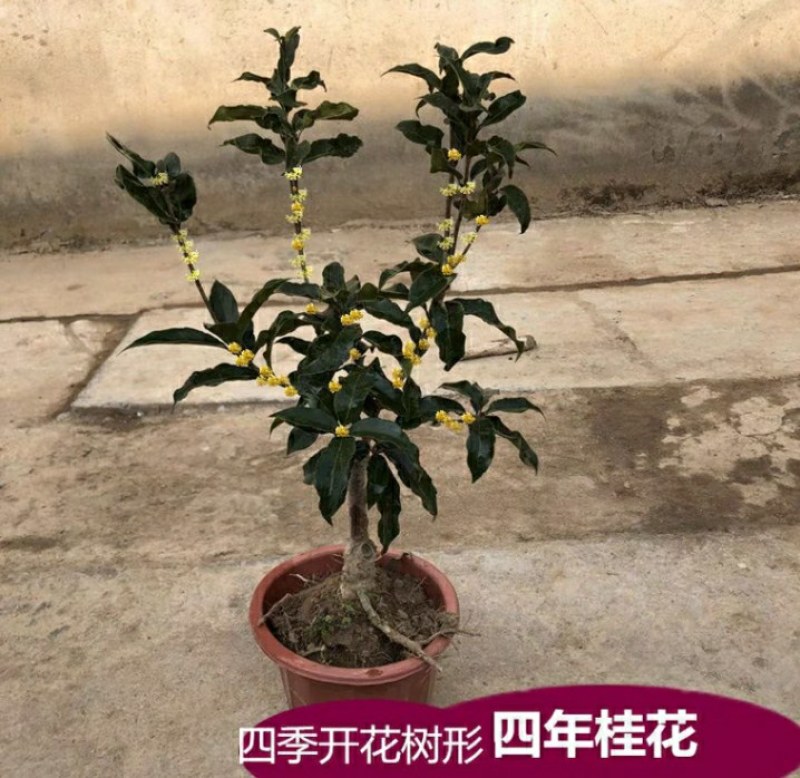 12.8处理一批桂花树超长花期树苗月月桂