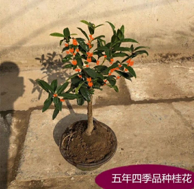 12.8处理一批桂花树超长花期树苗月月桂