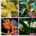 12.8处理一批桂花树超长花期树苗月月桂