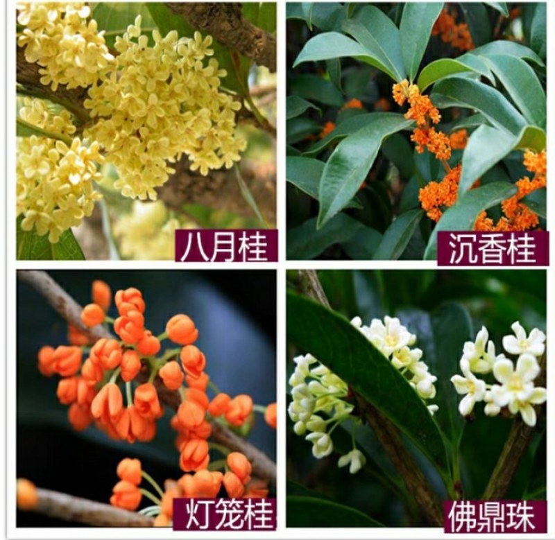12.8处理一批桂花树超长花期树苗月月桂