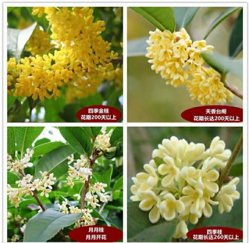 12.8处理一批桂花树超长花期树苗月月桂
