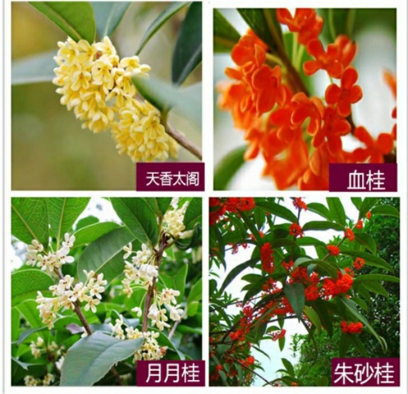 12.8处理一批桂花树超长花期树苗月月桂
