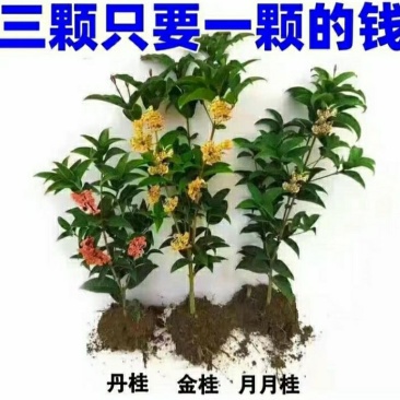 #桂花3棵16.8包邮月月桂丹桂金桂四季开花浓香型盆栽好