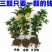 #桂花3棵16.8包邮月月桂丹桂金桂四季开花浓香型盆栽好
