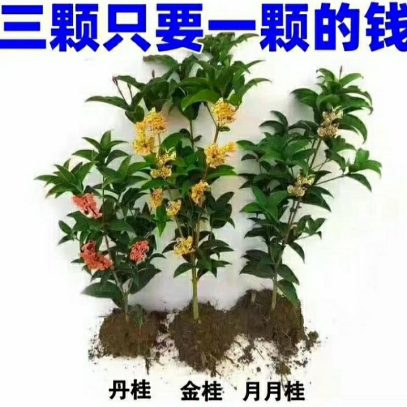 #桂花3棵16.8包邮月月桂丹桂金桂四季开花浓香型盆栽好