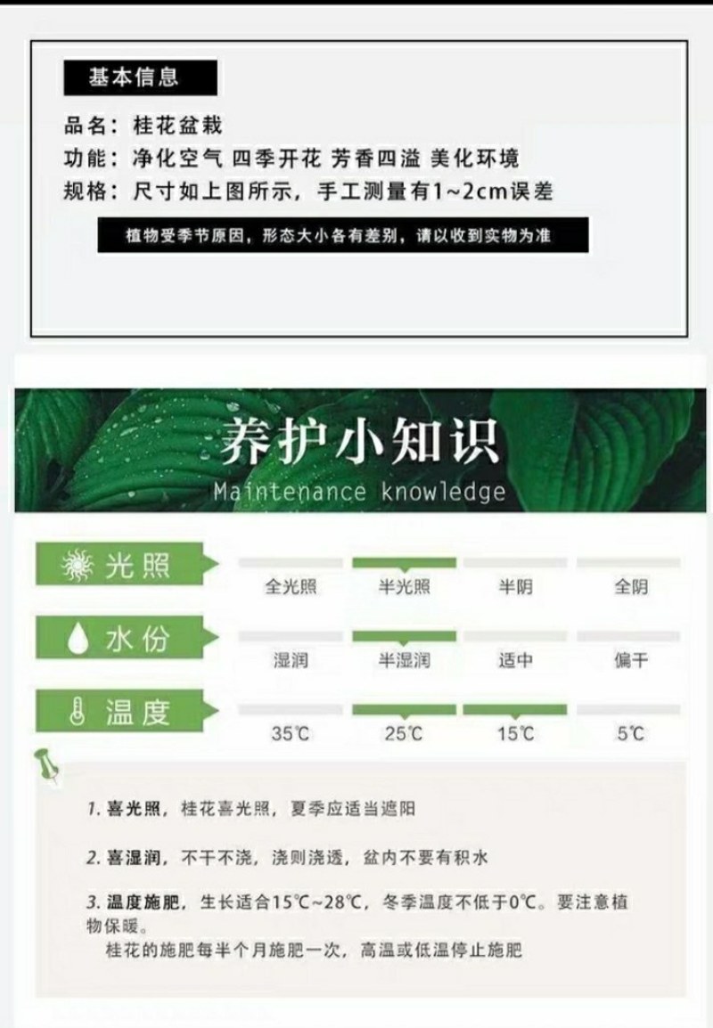 #桂花3棵16.8包邮月月桂丹桂金桂四季开花浓香型盆栽好