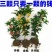 #桂花3棵16.8包邮月月桂丹桂金桂四季开花浓香型盆栽好