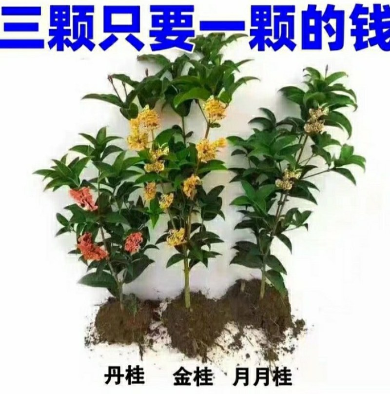 #桂花3棵16.8包邮月月桂丹桂金桂四季开花浓香型盆栽好