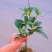 #桂花3棵16.8包邮月月桂丹桂金桂四季开花浓香型盆栽好