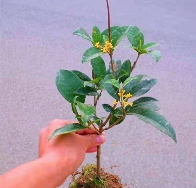 #桂花3棵16.8包邮月月桂丹桂金桂四季开花浓香型盆栽好