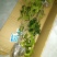 #桂花3棵16.8包邮月月桂丹桂金桂四季开花浓香型盆栽好