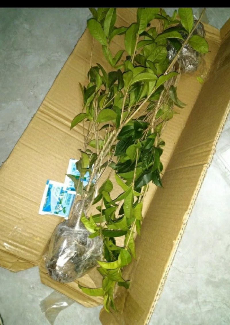 #桂花3棵16.8包邮月月桂丹桂金桂四季开花浓香型盆栽好