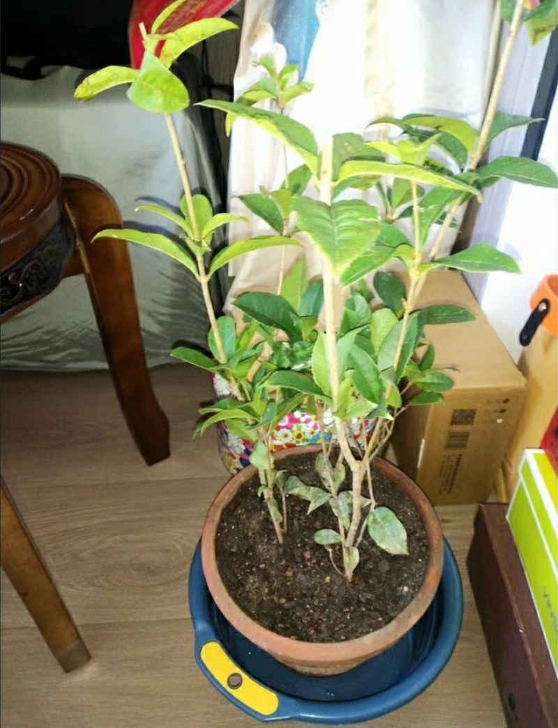 #桂花3棵16.8包邮月月桂丹桂金桂四季开花浓香型盆栽好
