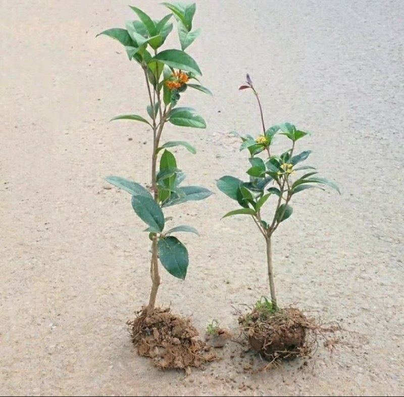 #桂花3棵16.8包邮月月桂丹桂金桂四季开花浓香型盆栽好