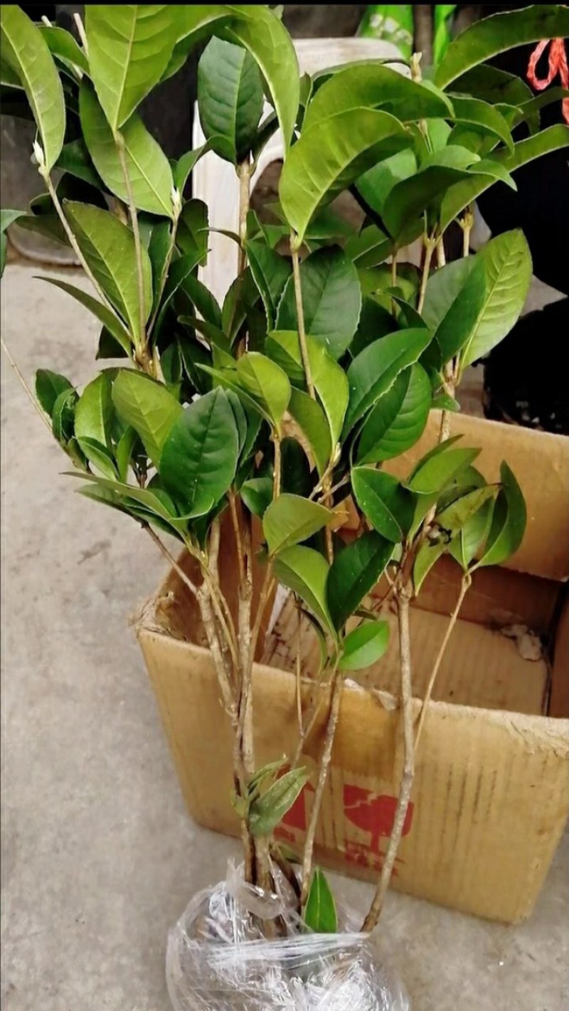 #桂花3棵16.8包邮月月桂丹桂金桂四季开花浓香型盆栽好