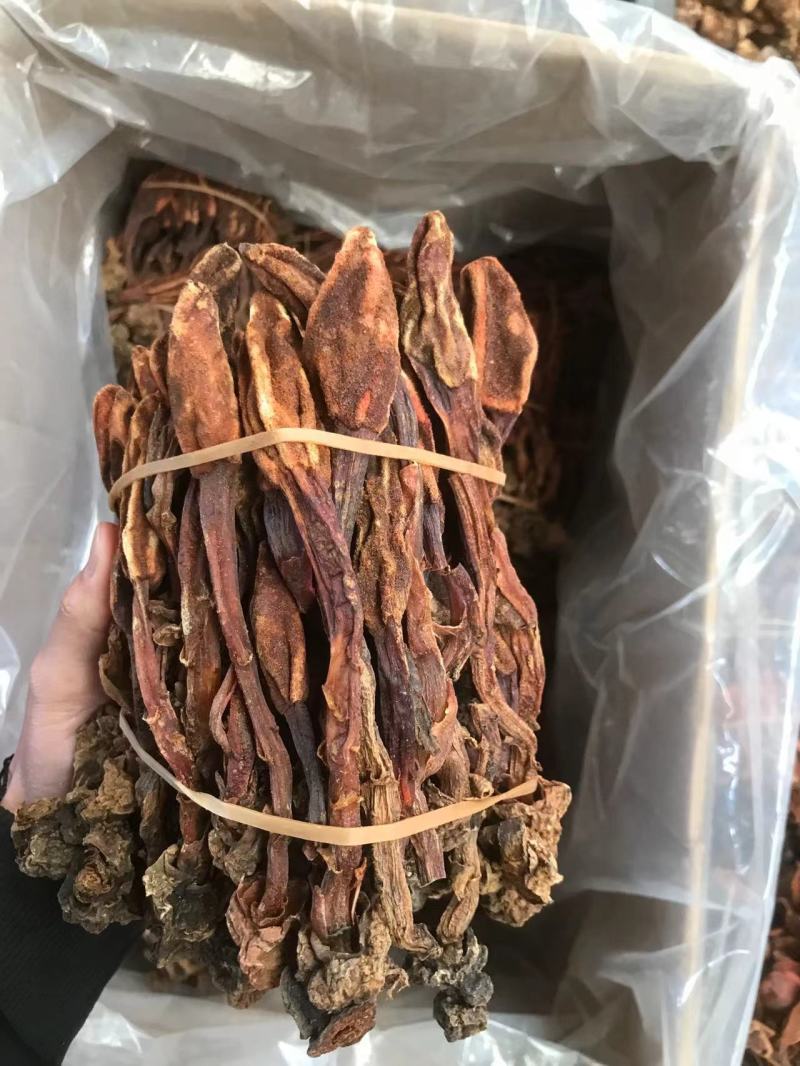 回春草精品回春草一手货源价格实惠