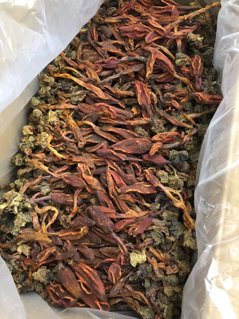 回春草精品回春草一手货源价格实惠