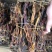 回春草精品回春草一手货源价格实惠