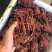 回春草精品回春草一手货源价格实惠