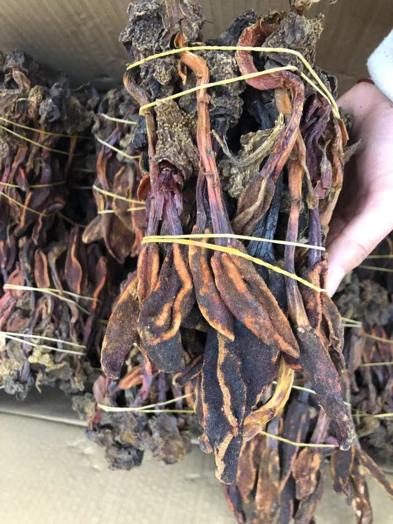 回春草精品回春草一手货源价格实惠