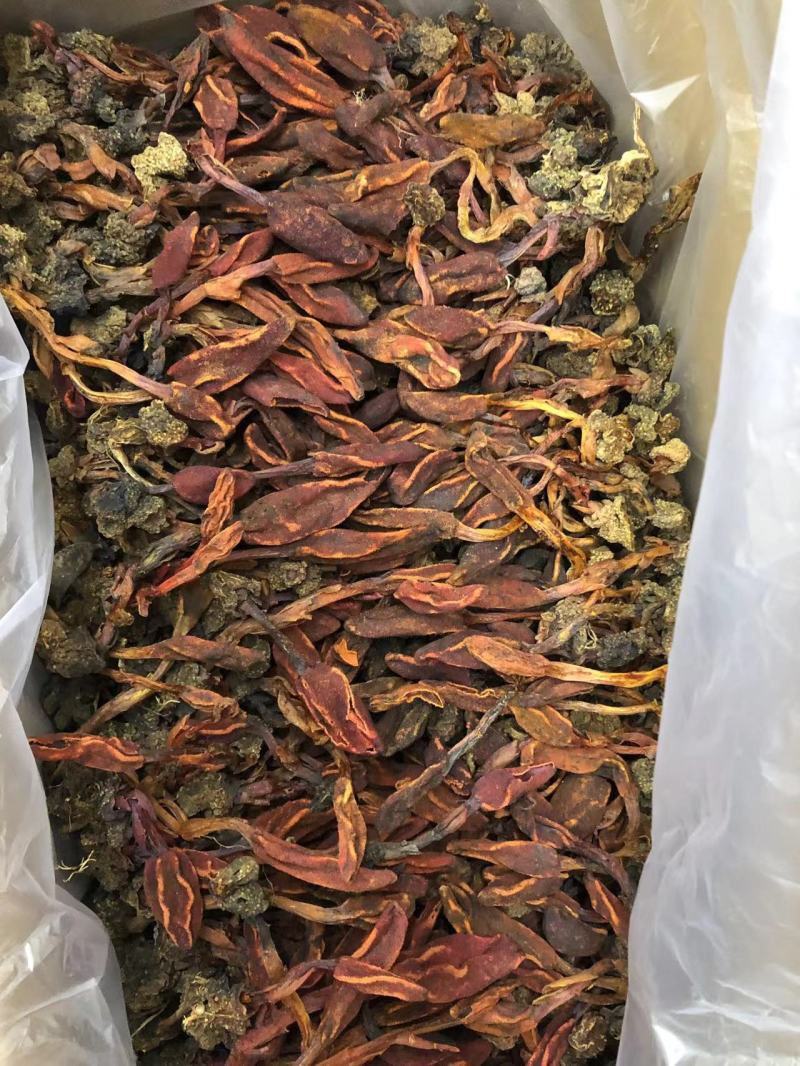 回春草精品回春草一手货源价格实惠