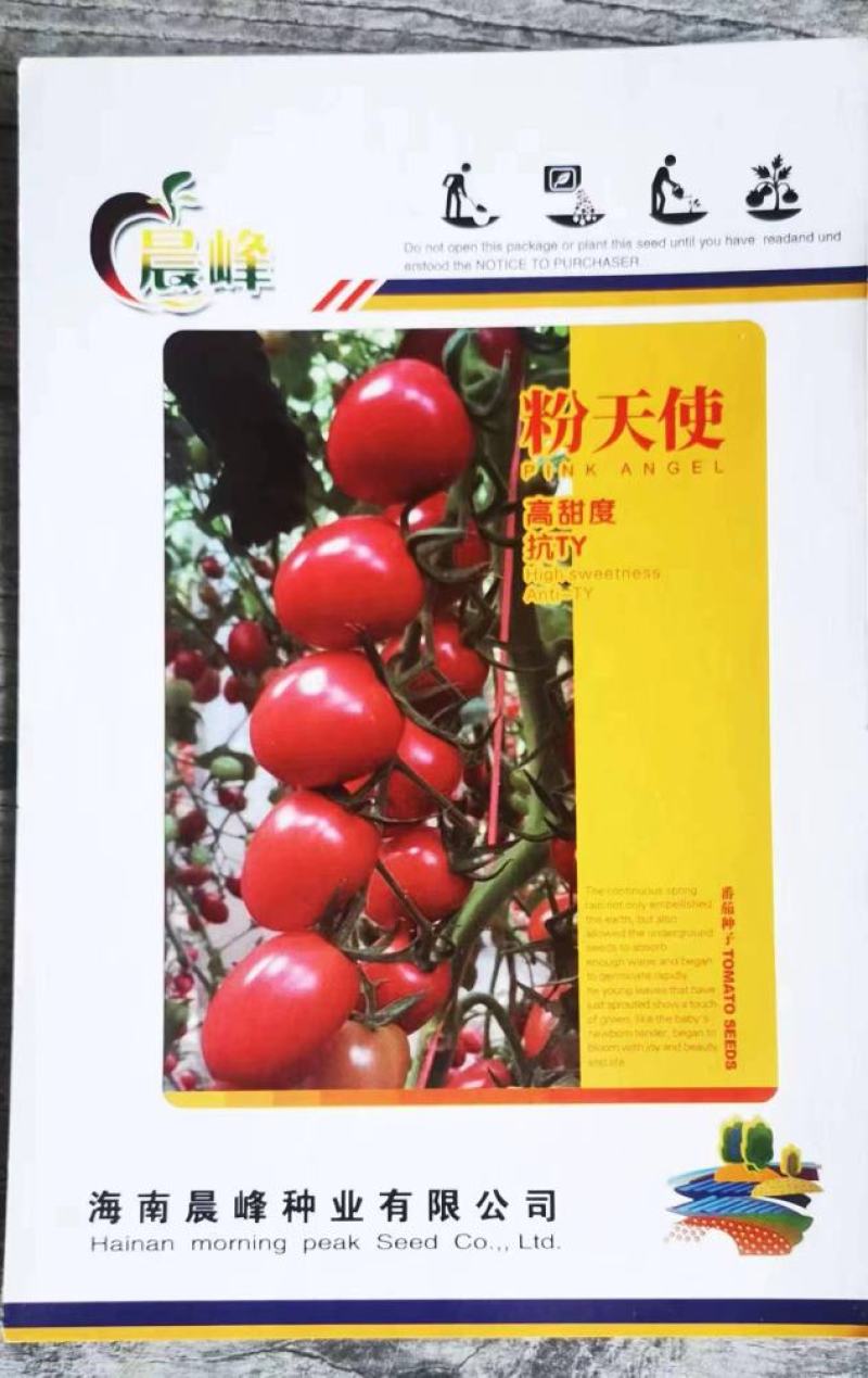 高产抗TY病毒，粉红色小番茄，圣女果种子高甜度，品质保障