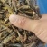 土蚂蚱箱装20斤