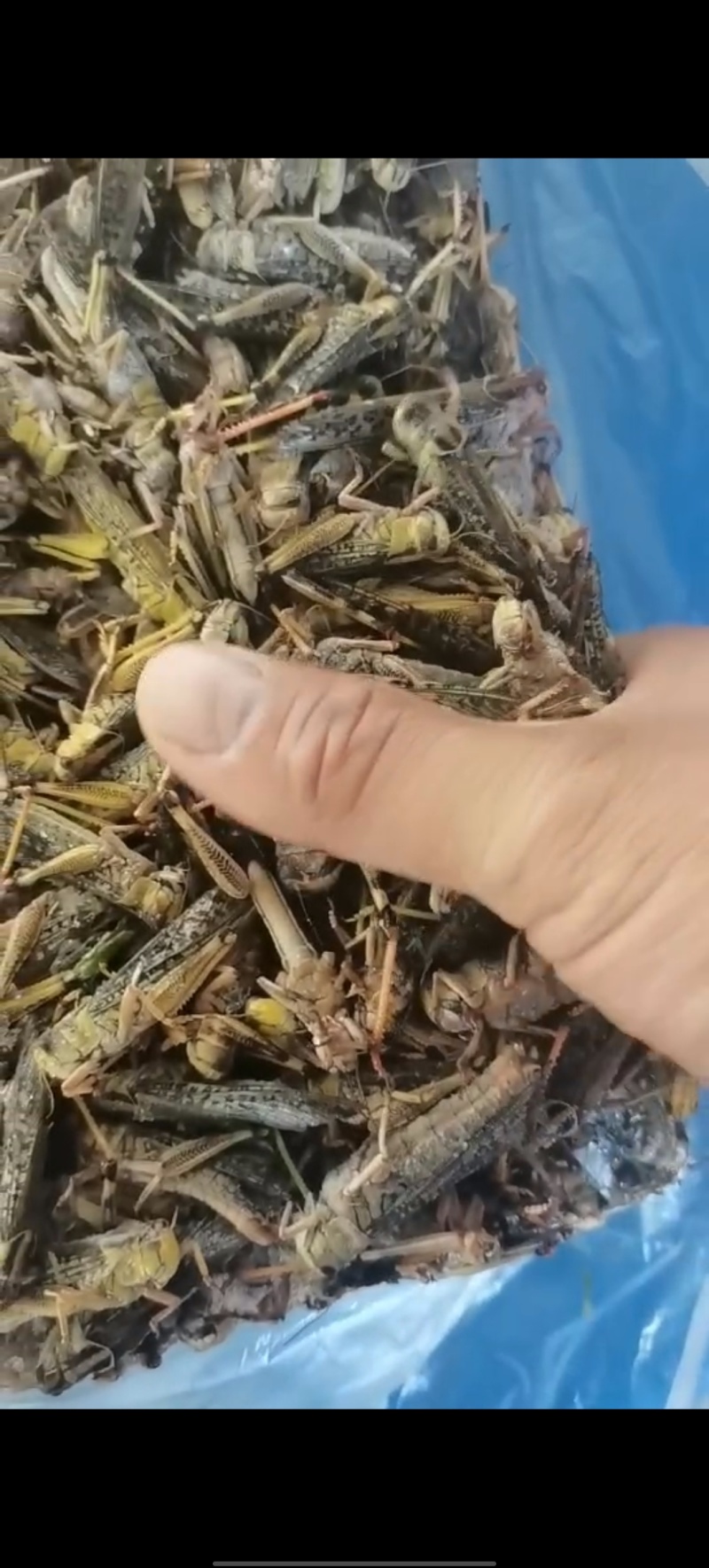土蚂蚱箱装20斤