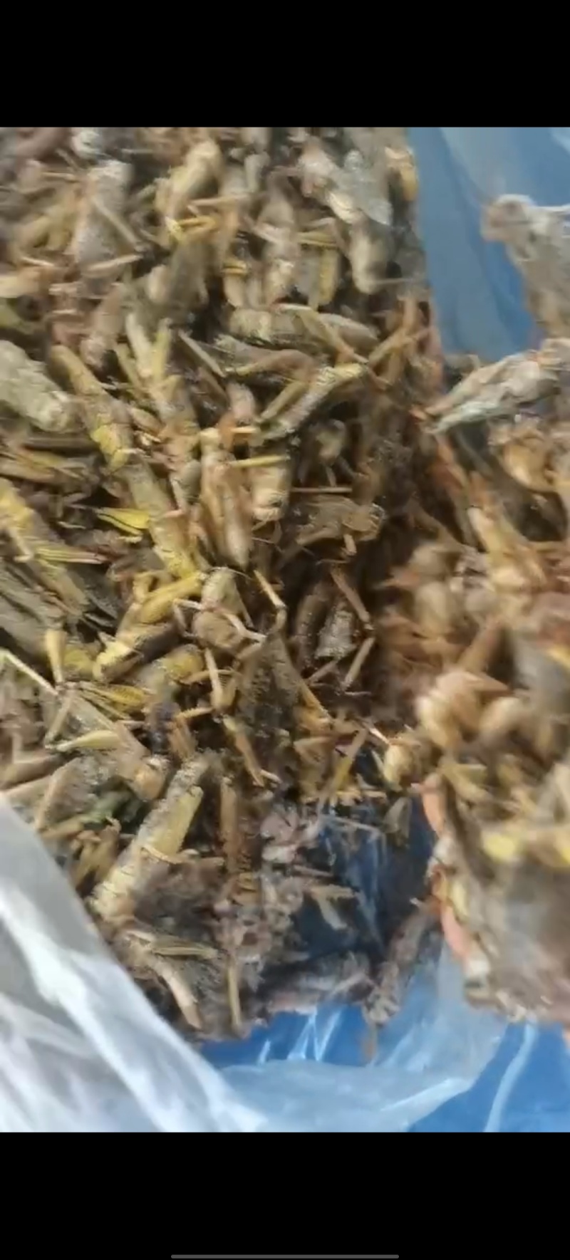 土蚂蚱箱装20斤