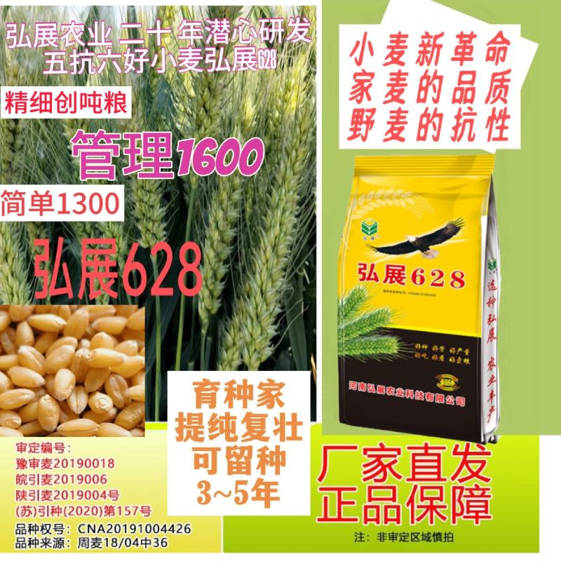 稳产高产小麦种子弘展628半冬性抗病抗倒抗冻抗倒春寒