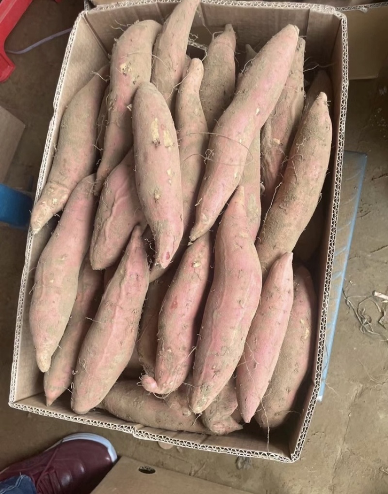 烟薯25蜜薯产地直发全年供应全国发货量大优惠品质保证